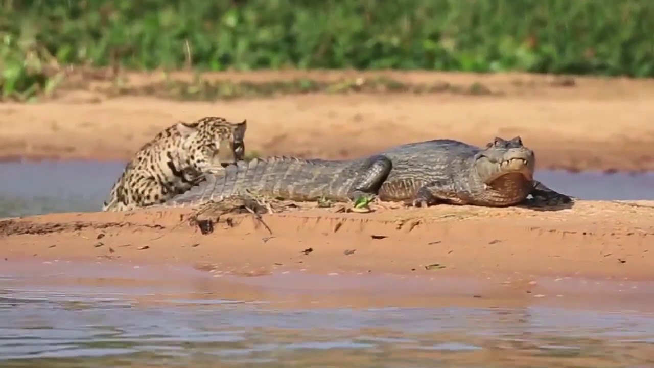 Animal Attact: Jaguar Hunting Crocodile - YouTube
