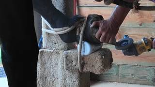 How Do You Trim a Percheron’s Hooves? | Draft Horse Pedicure With Power Tools