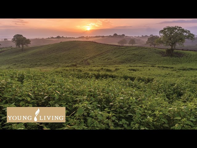 Explore the Finca Botanica Farm and Distillery   Young Living