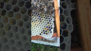 #pierzga #pszczelarstwo #fyp #viral #owady #insects #atack #pasiekapawluk http://www.pawluk.net.pl