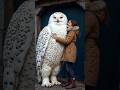 Is Owl Dangerous 😱 | #shorts