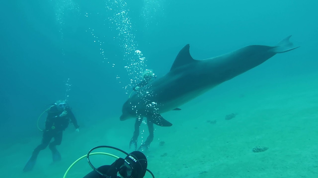 2020 Diving With Dolphins