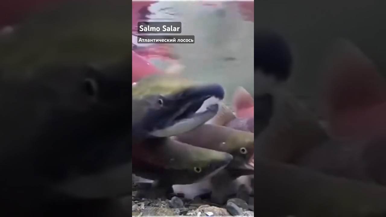 Три Главных Правила Инстинкта / Что Такое Инстинкт?