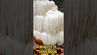 3 Amazing Health Benefits of Lion's Main Mushroom