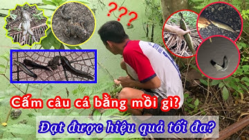 Cấm câu cá lóc, cá trê bằng mồi Trùn và Nhái - Cực kỳ hiệu quả\Fishing| Tấn Thông Channel #4