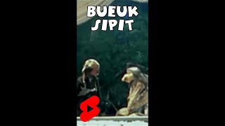BUEUK SIPIT || WAYANG GOLEK ASEP SUNANDAR #shorts