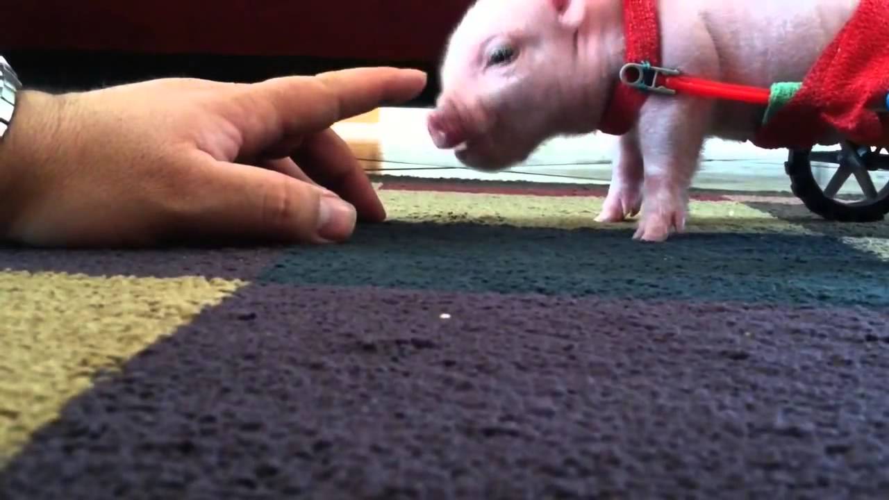 Cochon en fauteuil roulant - YouTube