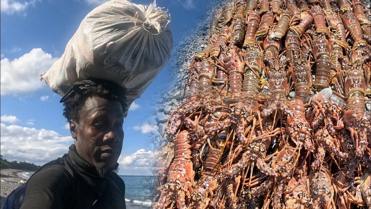 THE MOST LOBSTER IN THE CARIBBEAN IS IN JAMAICA LOBSTER SEASON LOBSTER TAKE OVER THE REEFS 