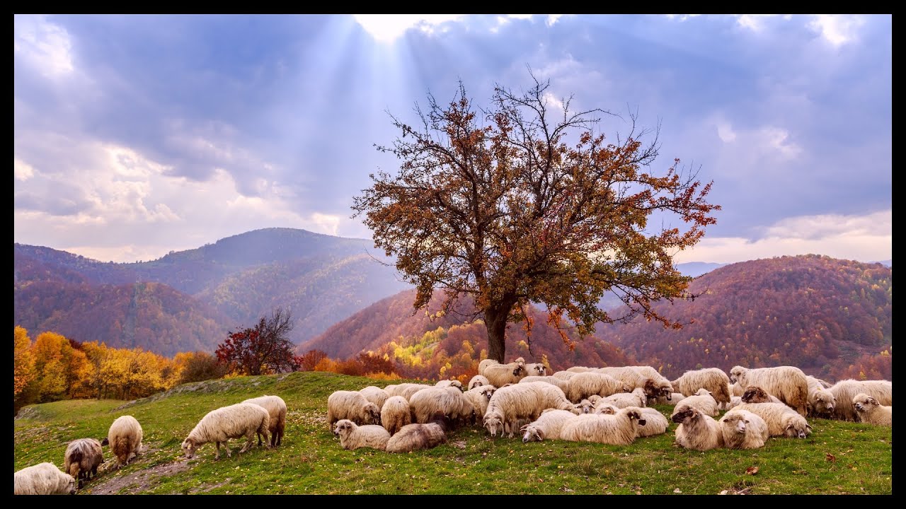 Sunday Message | Julian Bown -  Sheep | 11. 1. 26