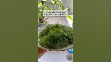 Nghiện Đồ Nhật Đã Có RONG NHO YUKIBUDO Ăn Ngon Mà Không Đau Ví | GONAFOOD #short