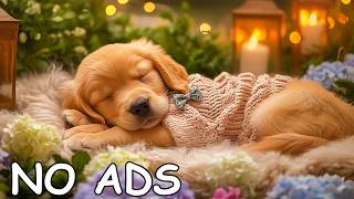 Relaxing Classical Music for Dogs 🐶🌙 12 Hours of Soothing Sounds for Dogs | Ease Anxiety and Rest screenshot 5