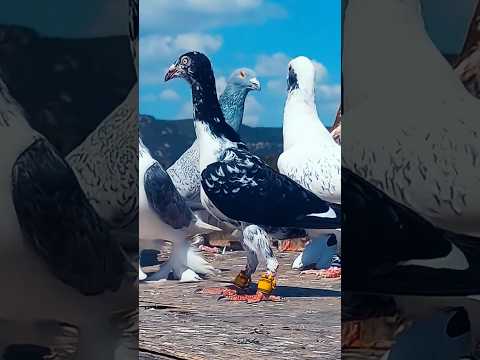 most beautiful toktok high flying pigeon #pigeon #top #kabootarloft05 #kabootar