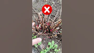 НИКОГДА НЕ ДЕЛАЙТЕ ЭТО С ПИОНАМИ ВЕСНОЙ, А ТО НЕ БУДУТ ЦВЕСТИ / ДВЕ ОШИБКИ ПРИ ВЫРАЩИВАНИИ ПИОНОВ