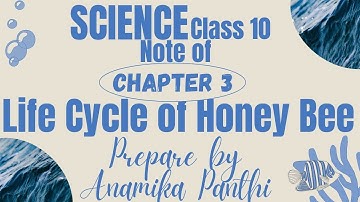 Class 10/Science Chapter 3-Life Cycle of Honey Bee/#notes #chapter1 #science #class10th #scientificl