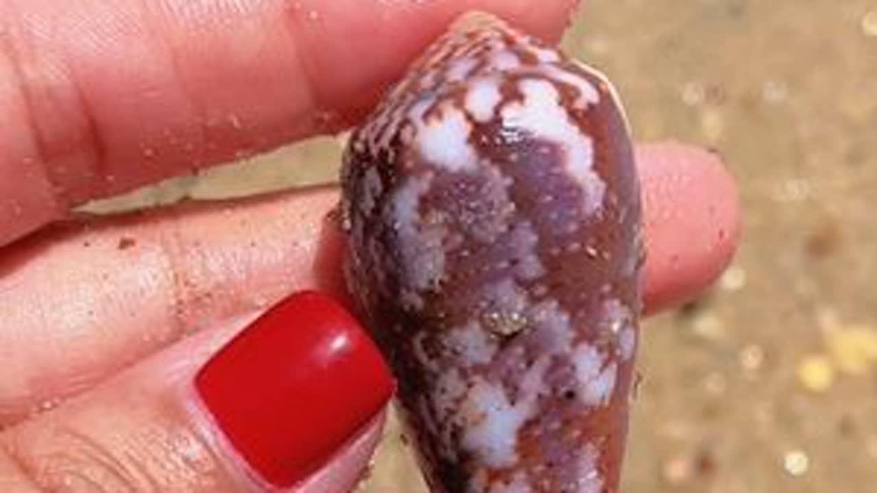 芋螺的高产地 儋州海塘银滩#赶海 #大海的馈赠 #捡贝壳 #种草激励计划 #每日分享