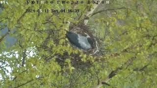 Уютное гнездо ворон 05.11 часть 1 🐣 🐣🐣🐣