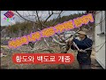 맛있는 열매를 맺기 위해서(접붙이기,접목,접지,접순)