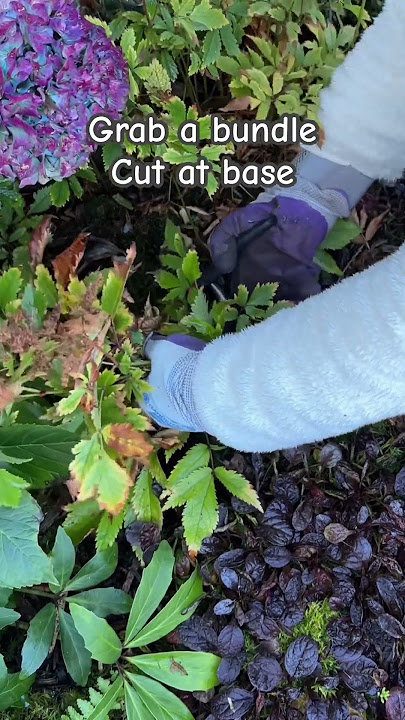 Astilbe Cut Back - October 17, 2025