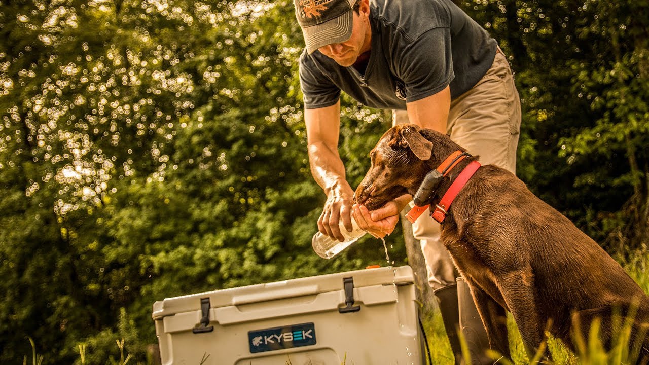 Blood Trailing Dogs For Recovering Deer - Silver Banded Retrievers