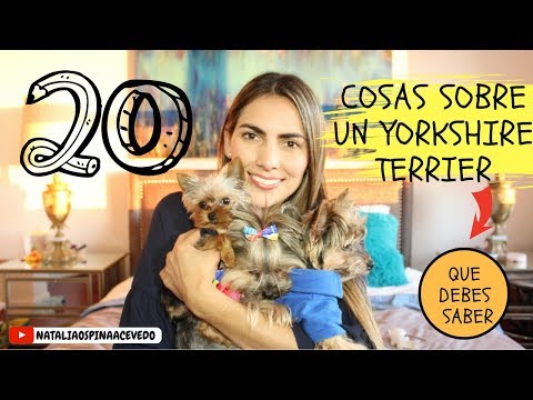 Vídeo: Com Cuidar Un Yorkshire Terrier