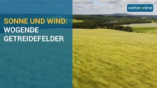 Getreidefelder im Wind (14.6.2021) screenshot 4