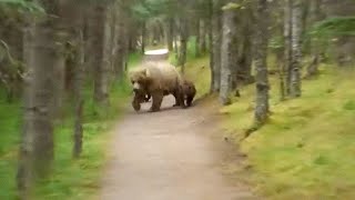 5 Unexpected Bear Encounters Caught On Camera