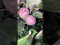 Apple verity z 1 #apple #applefarming #fruit #nature #sebwalafarm #shortsfeed #grafting