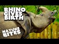 Two-Tone Greater One-Horned Rhino&#39;s Joyous Birth | Nature Bites