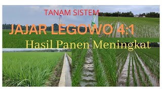 THIS IS HOW TO DO IT!! Plant rice in a 4 x 1 row, Mr. 269