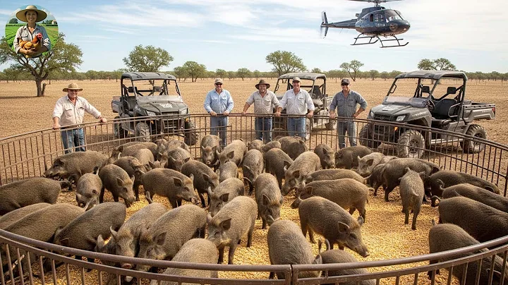 Hog Hunting | How Do They Catch 2.3 Million Wild Boars Without Hunting Them?