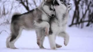 A Wolf Slideshow