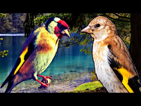 Video: Qızılfinch - nəğmə quşu