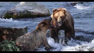 806 Cub attacked by 821 at Brooks Falls - Katmai National Park