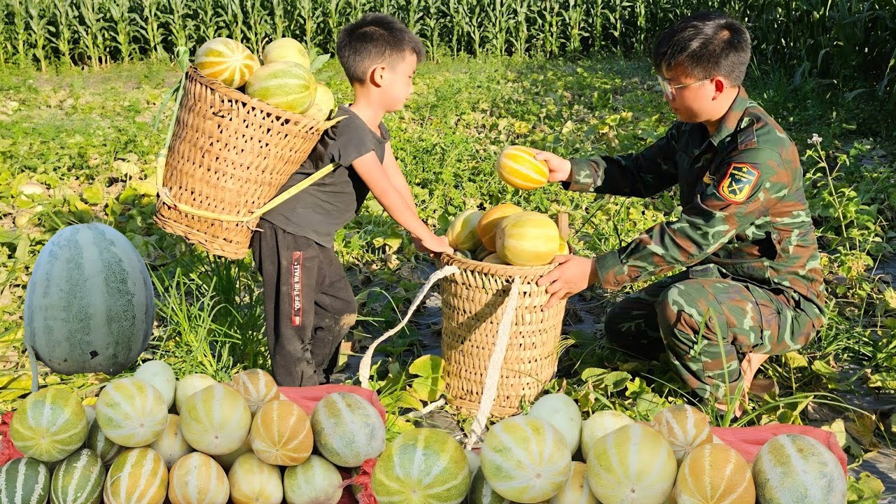 Harvesting melon garden and bring it to the market to sell/Trieu Khang.