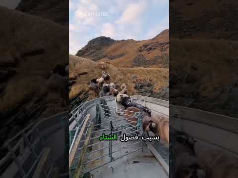 اكتشف سر الغنم النرويج في الجزر