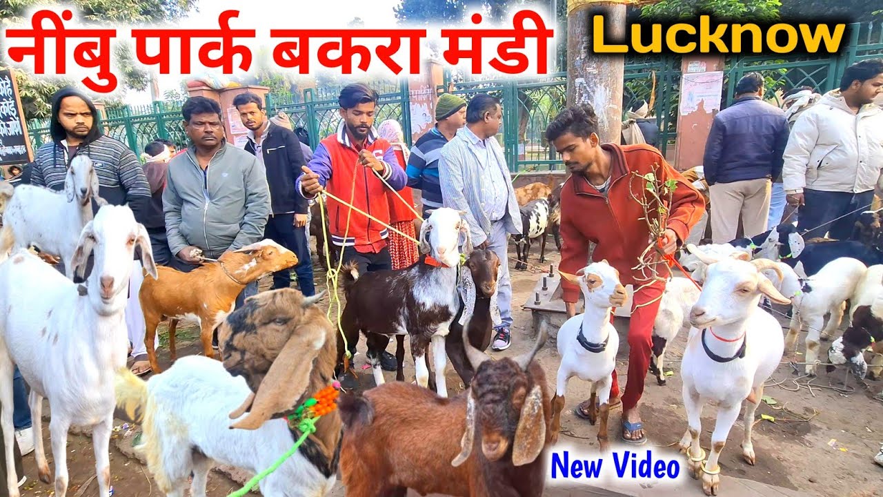 आज की नींबु पार्क बकरा मंडी लखनऊ |25/01/26 |Sunday Nimbu Park Bakra mandi Lucknow up live Update 