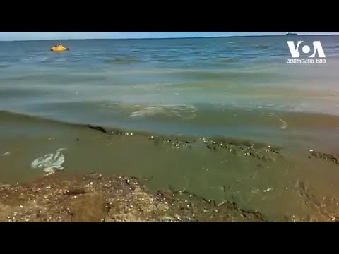შავი ზღვის „აყვავილება“ და უმძიმესი ეკოლოგიური საფრთხეები