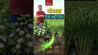 Spray vs Drip: पोटाश देने का सही तरीका | #fertilizer #agrostar #farming