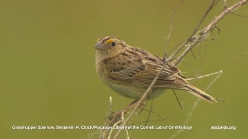 Grasshopper Sparrow