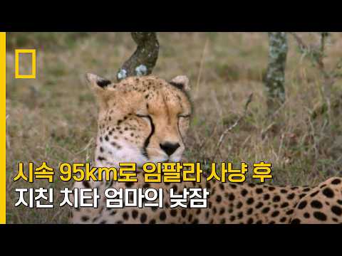 시속 95km로 임팔라 사냥 후 지친 치타 엄마의 낮잠