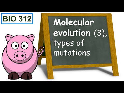 Molecular evolution (3), types of mutations.