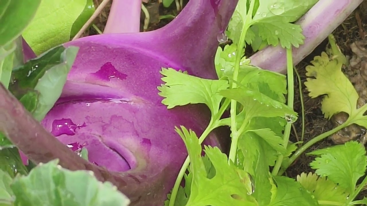 আমার ছাদ বাগান।  2026..