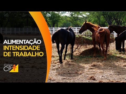 Como a alimentação dos cavalos influencia em sua intensidade de trabalho 