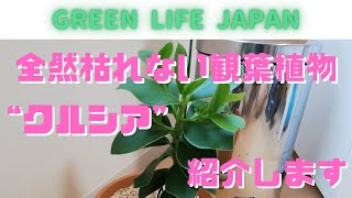 全然枯れない観葉植物　“クルシア”　を紹介します！