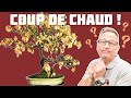 Comment sauver son bonsai dun coup de chaud   nejikan bonsai 