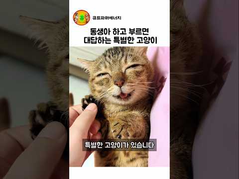 동생아 하고 부르면 대답하는 특별한 고양이 thumbnail