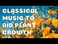Classical music to help plants grow – Beethoven