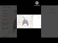 @Upper respiratory system - Nose