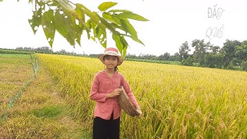 ●Cơm Quê Mẹ Nấu | Canh Chua cá lóc - Cá Lóc Kho Tiêu | Nổi Nhớ Quê Hương | ĐẤT QUÊ