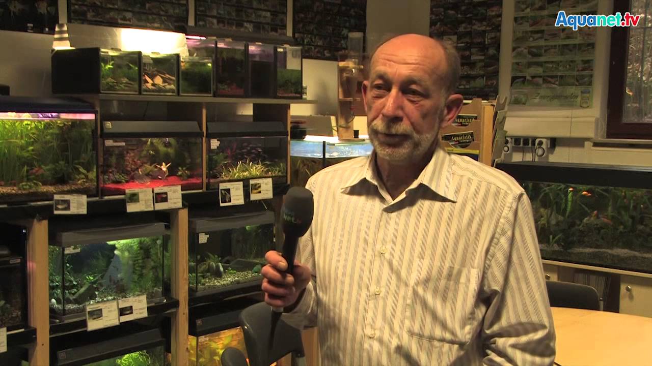 Die Aquaristik AG der Zierfischfreunde Böblingen an der Johannes Bruecker Schule in Schönaich